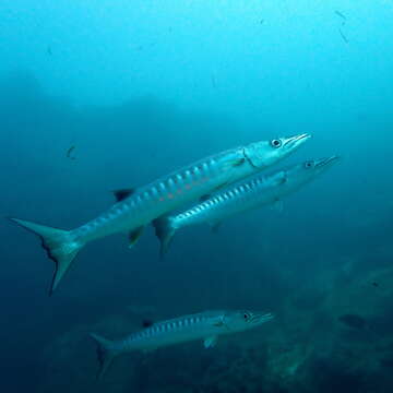 Image of Blackfin barracuda