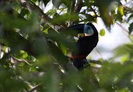 Image de Ramphastos vitellinus vitellinus Lichtenstein & Mhk 1823