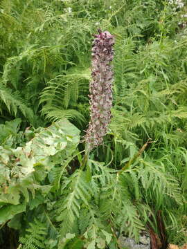 Image of Pedicularis atropurpurea Nordm.