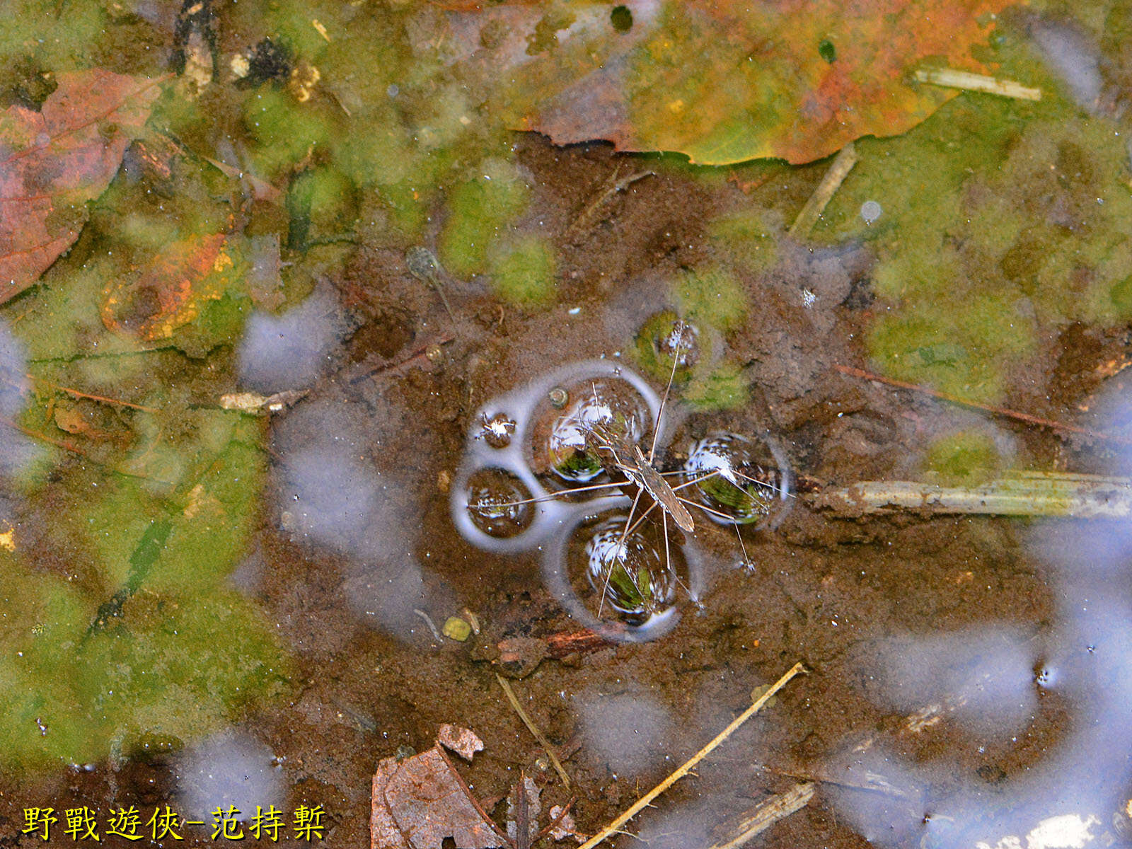 Image of Gerris gracilicornis (Horváth 1879)