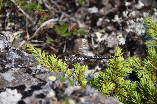 Image of <i>Aeshna interrupta lineata</i> Walker 1908