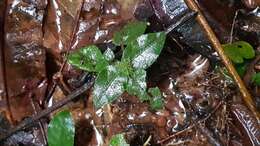 Image of Geophila cordifolia Miq.