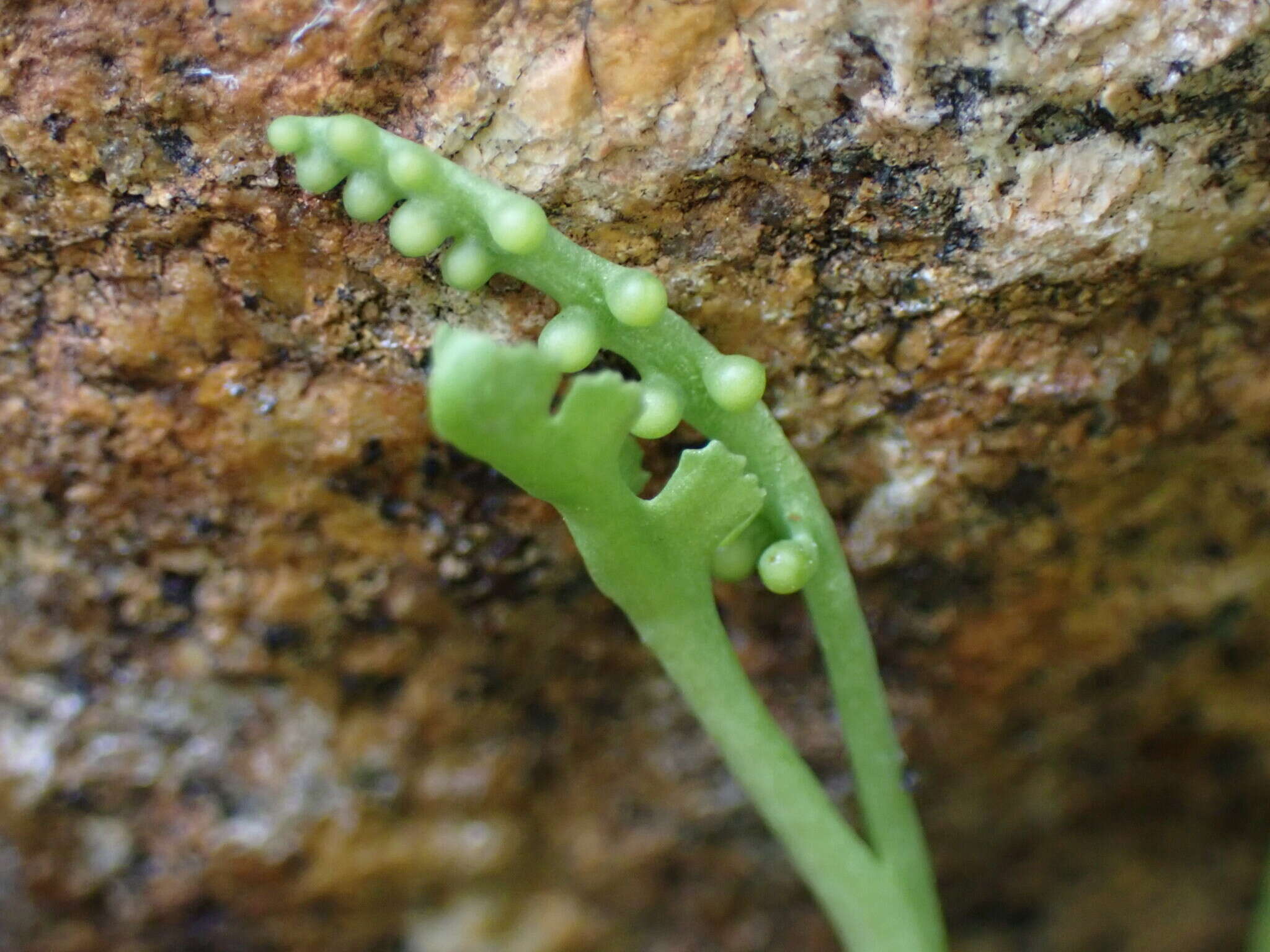 Imagem de Botrychium montanum Wagner