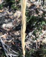 Image of Austrostipa mollis (R. Br.) S. W. L. Jacobs & J. Everett