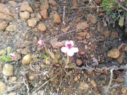 Image of Pelargonium burgerianum J. J. A. Van der Walt