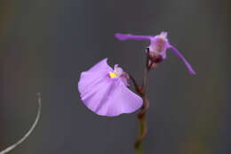 Image de Utricularia volubilis R. Br.