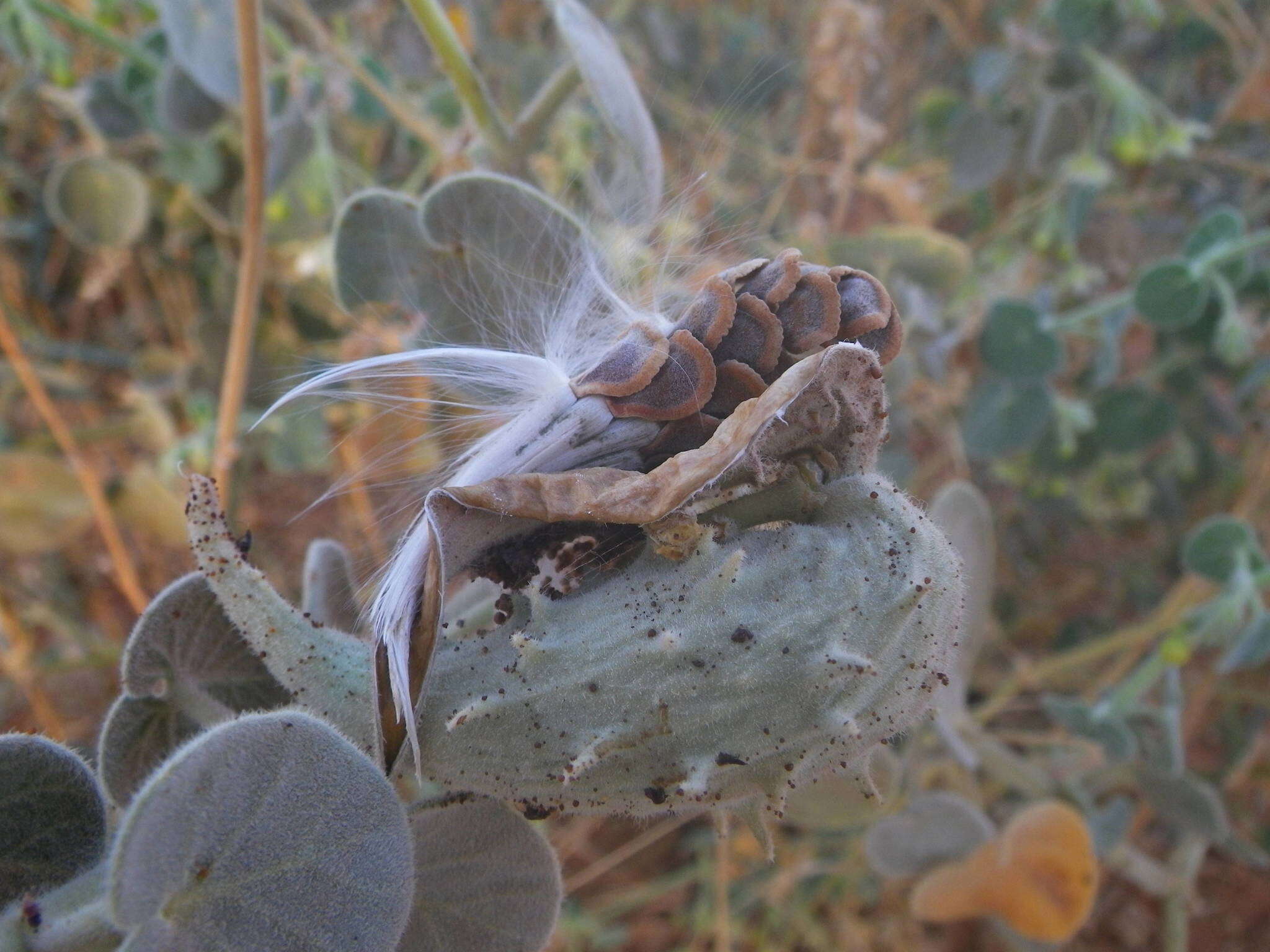 صورة Pergularia tomentosa L.