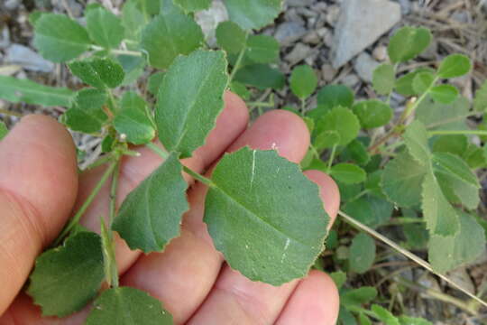 Image of Ononis rotundifolia L.