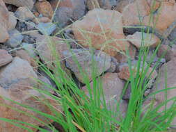 Image of Tetrapogon brandegeei (Vasey) P. M. Peterson