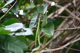 Plancia ëd Odontadenia nitida (M. Vahl) Müll. Arg.