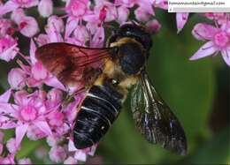 Sivun Megachile dinura Cockerell 1911 kuva