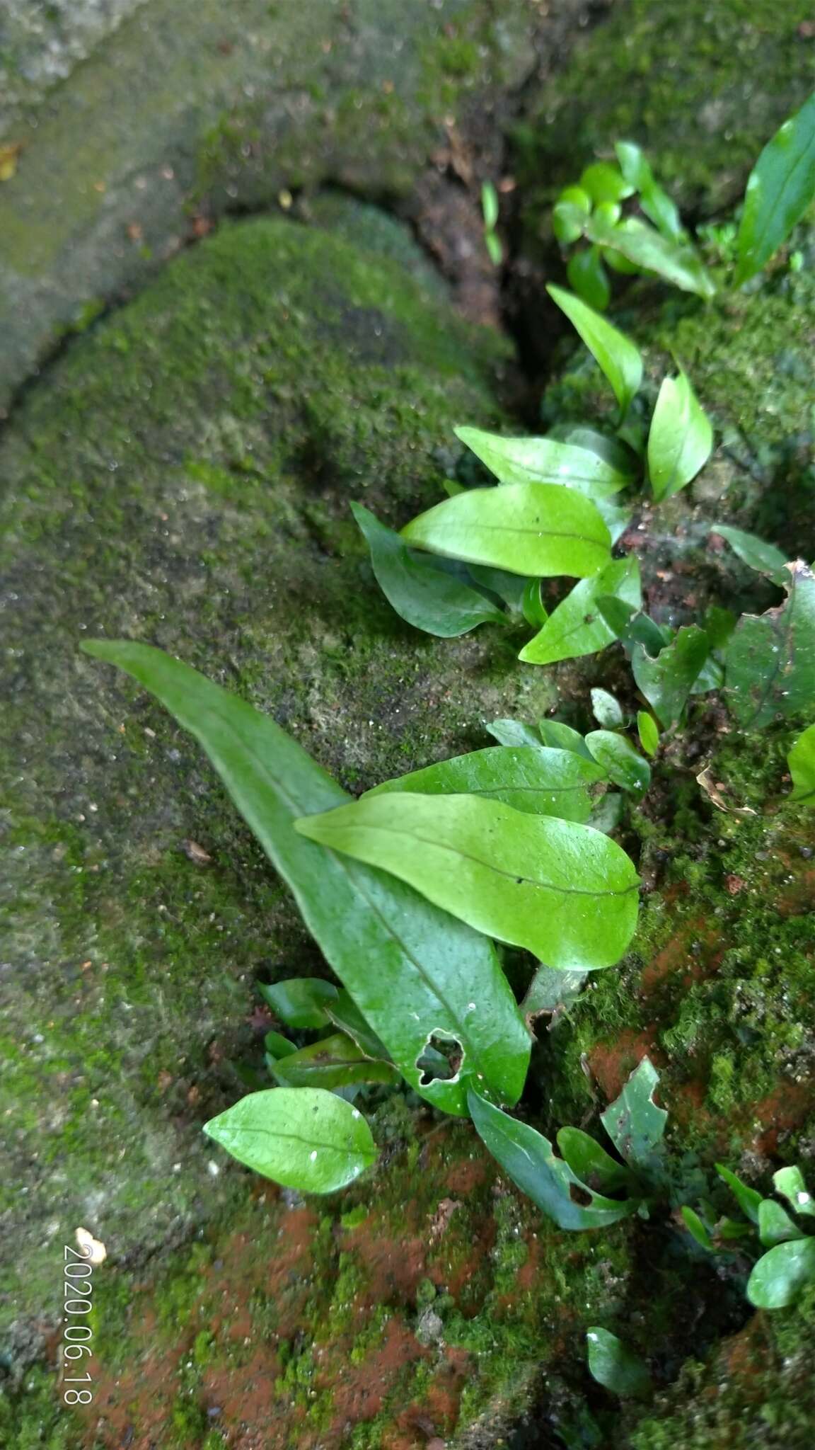 Lepidomicrosorium ningpoense的圖片