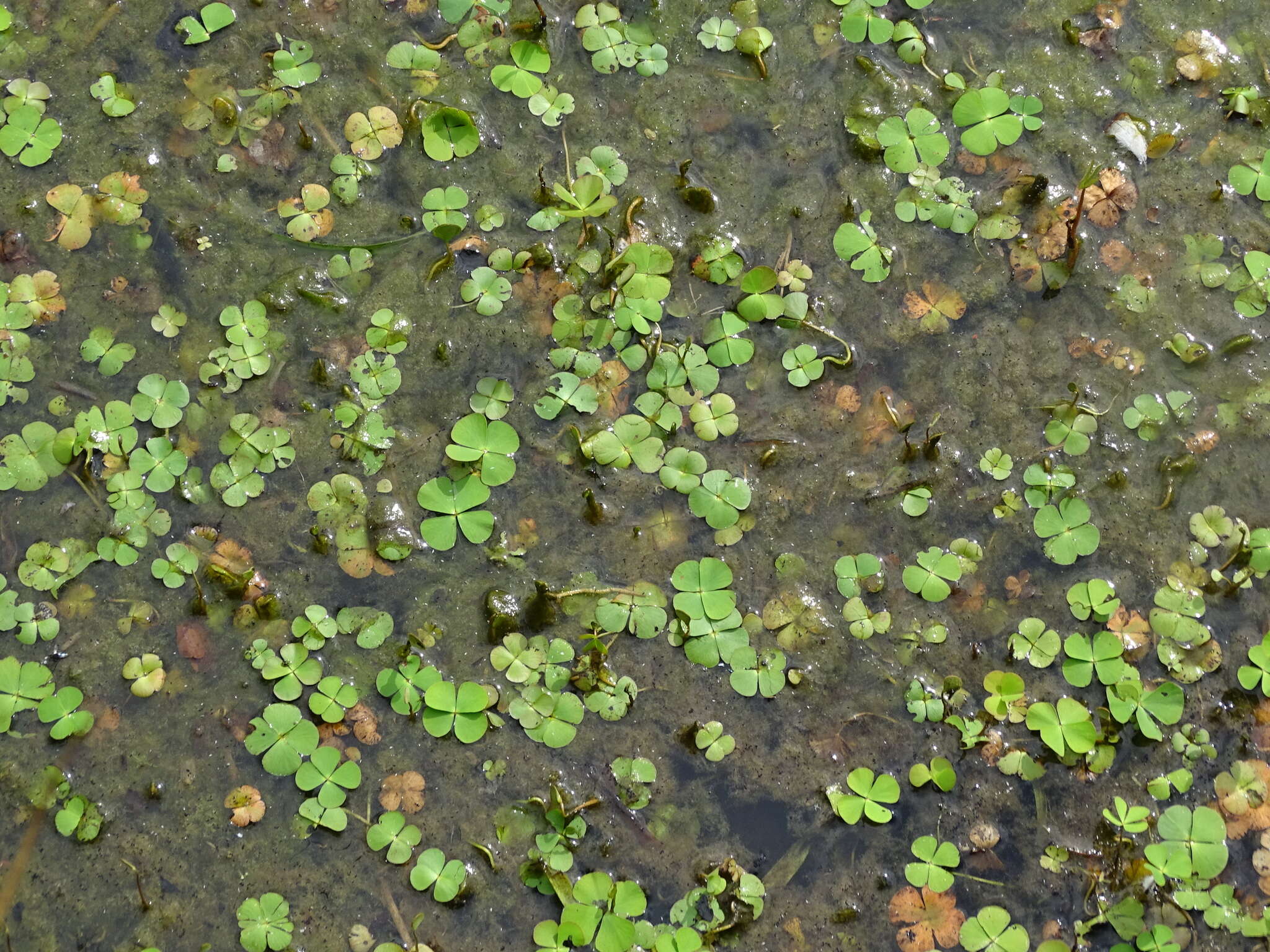 Marsilea quadrifolia L. resmi