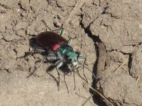 Image of Cicindela (Cicindela) scutellaris scutellaris Say 1823