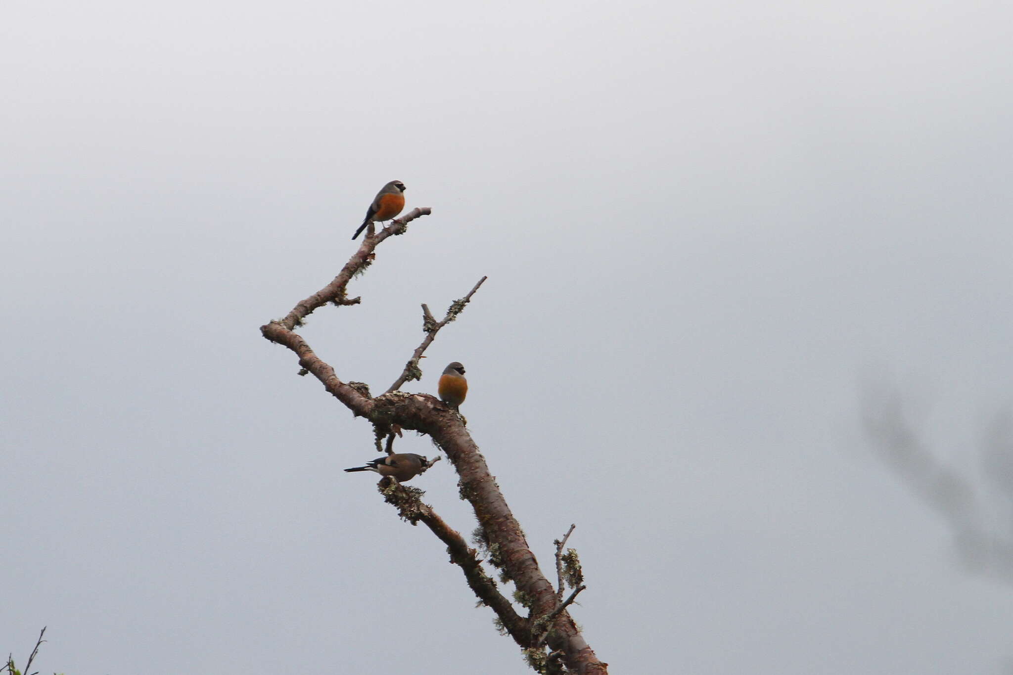 Image of Grey-headed Bullfinch