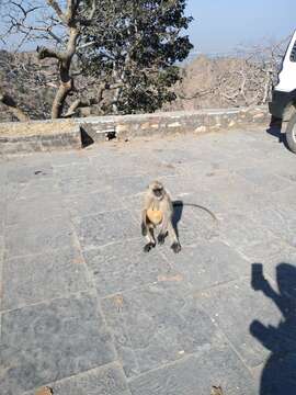 Image of Northern plains gray langur