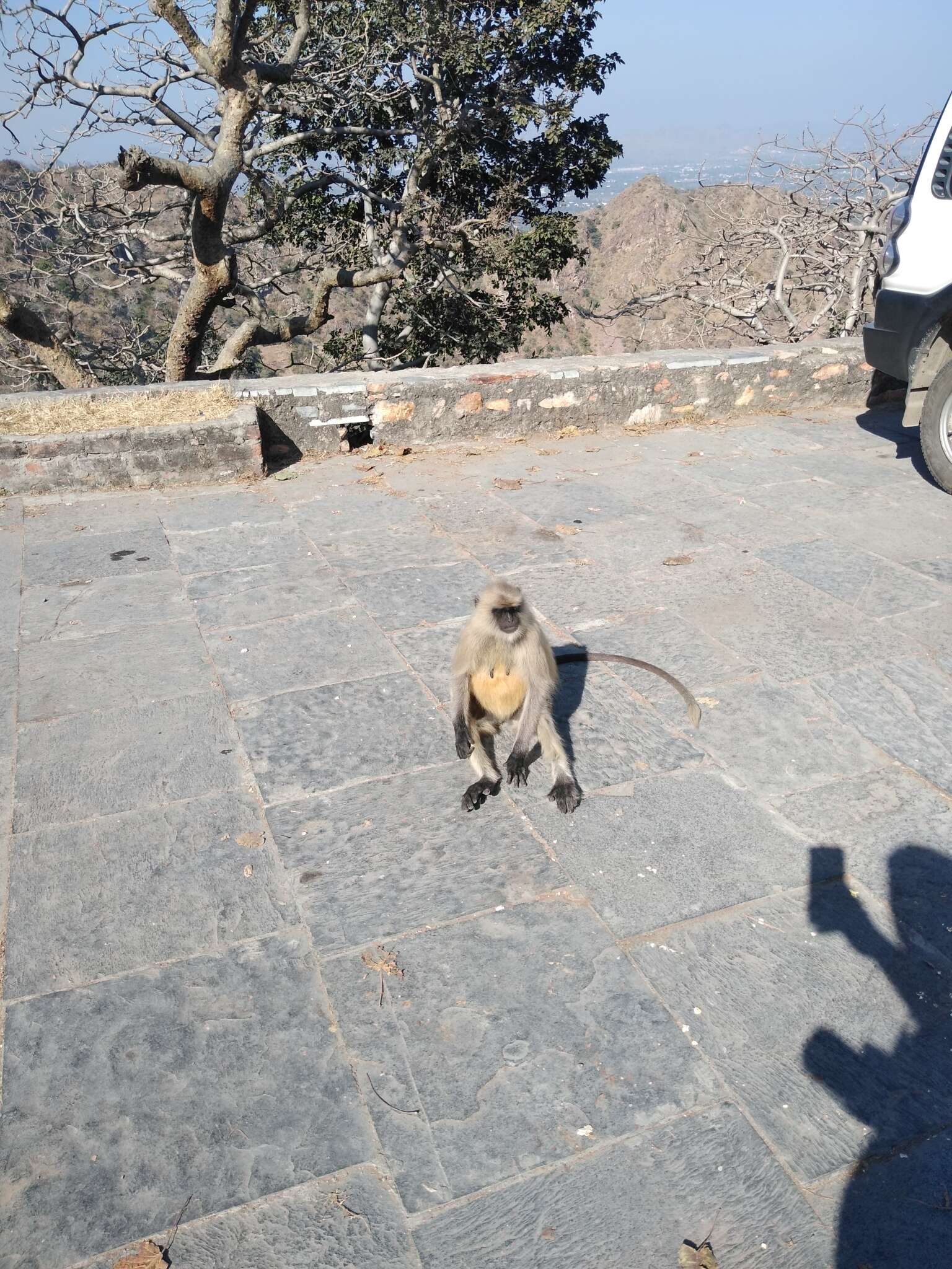 Image of Northern plains gray langur