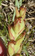 Image of African weed-orchid