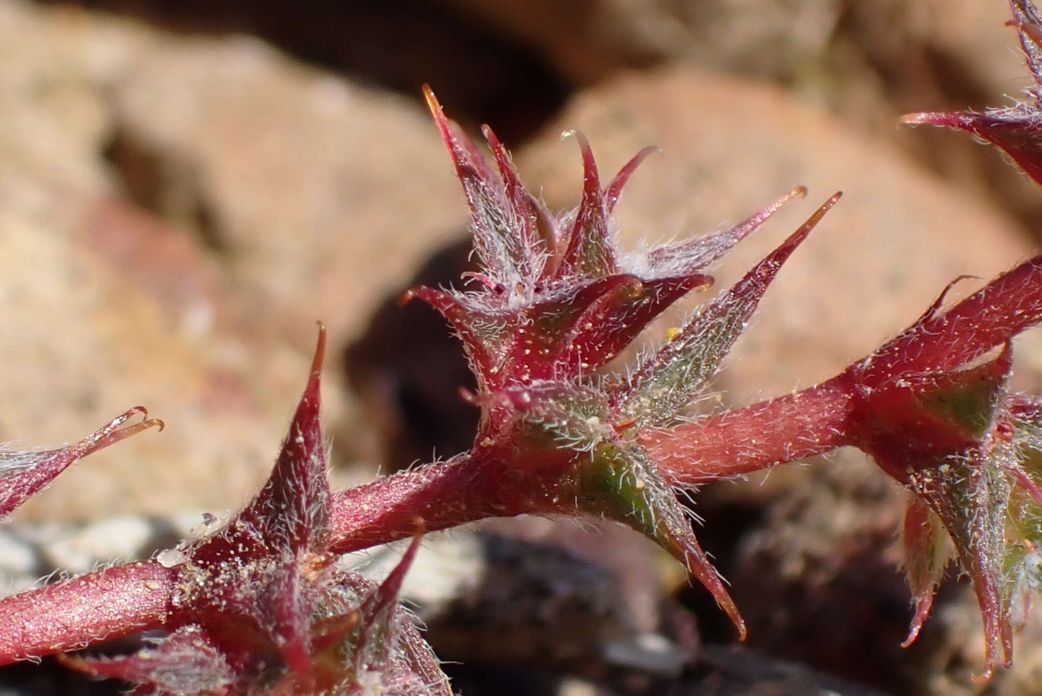 Image of knotweed spineflower