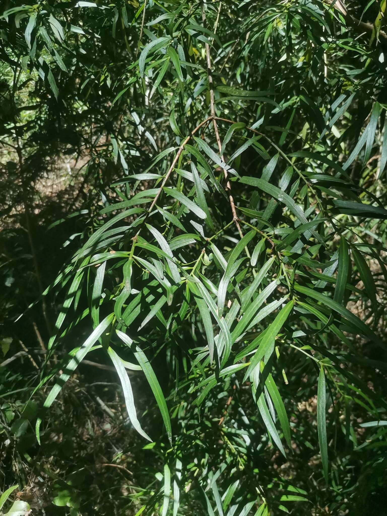 Image of Willow-leaf Podocarp