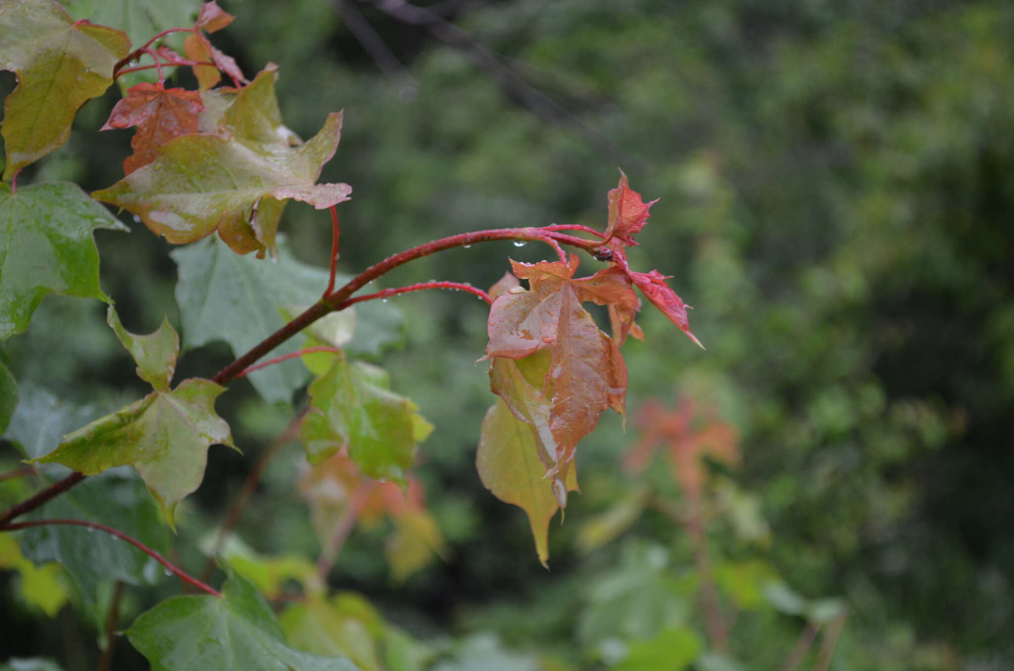 Sivun Acer platanoides subsp. turkestanicum (Pax) P. C. de Jong kuva