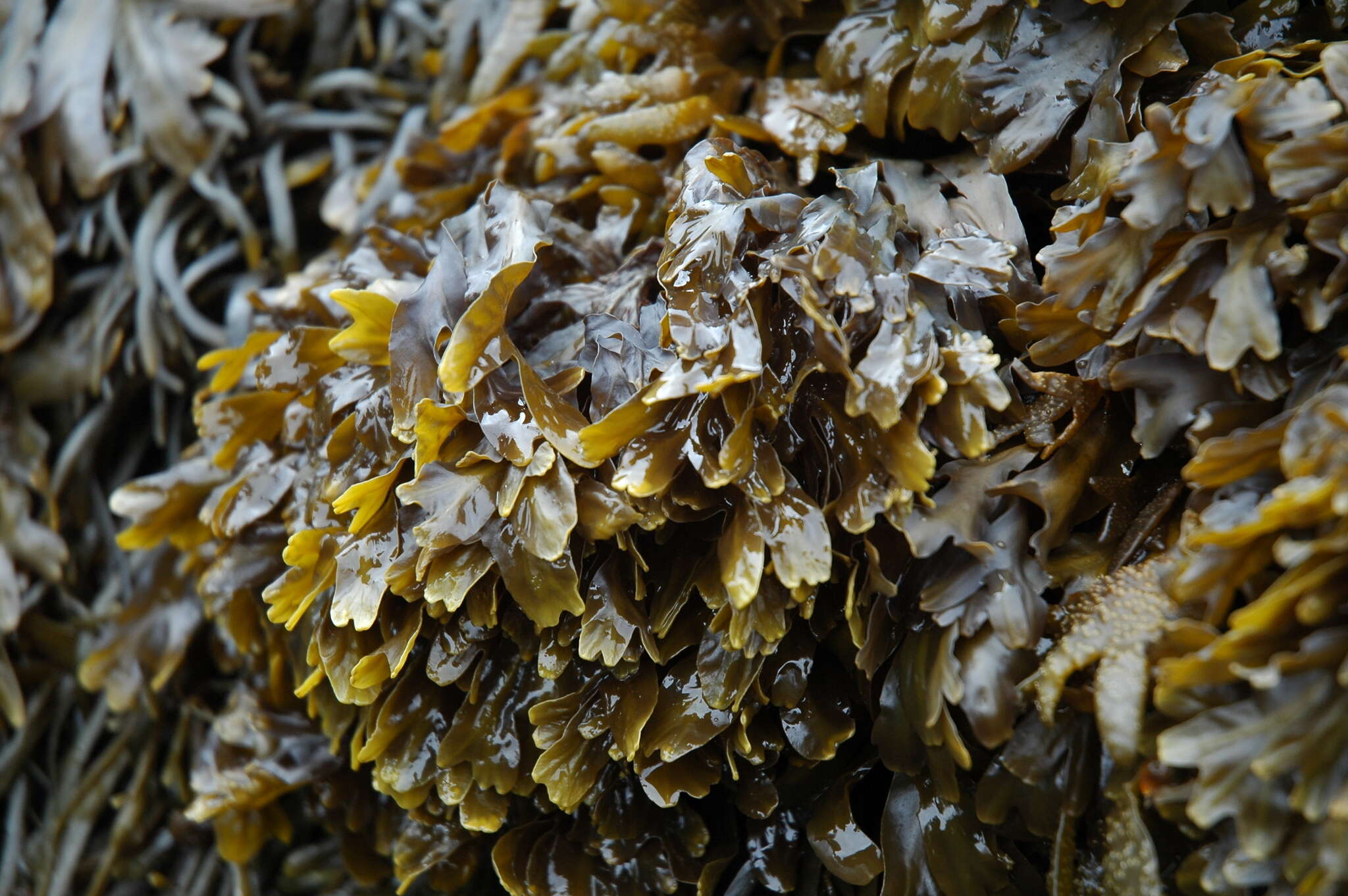 Image of Fucus evanescens