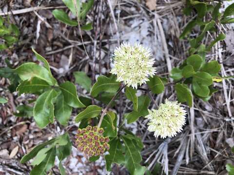 Image of Curtiss' milkweed