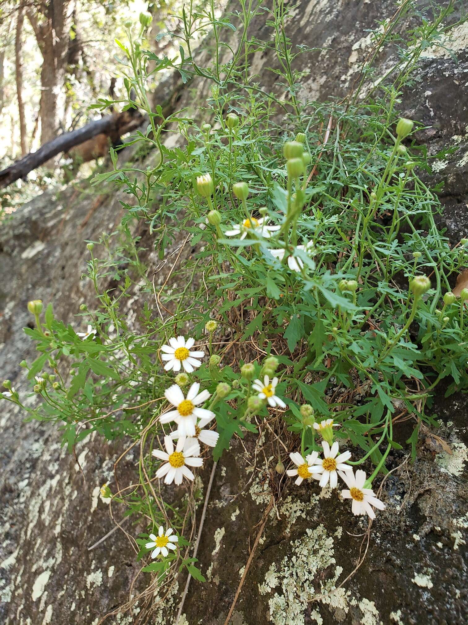 Imagem de Perityle coronopifolia A. Gray