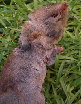 Image of Greater Red Musk Shrew