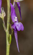 Image of Linaria pelisseriana (L.) Mill.