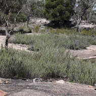 Image of Turpentine Mint-bush