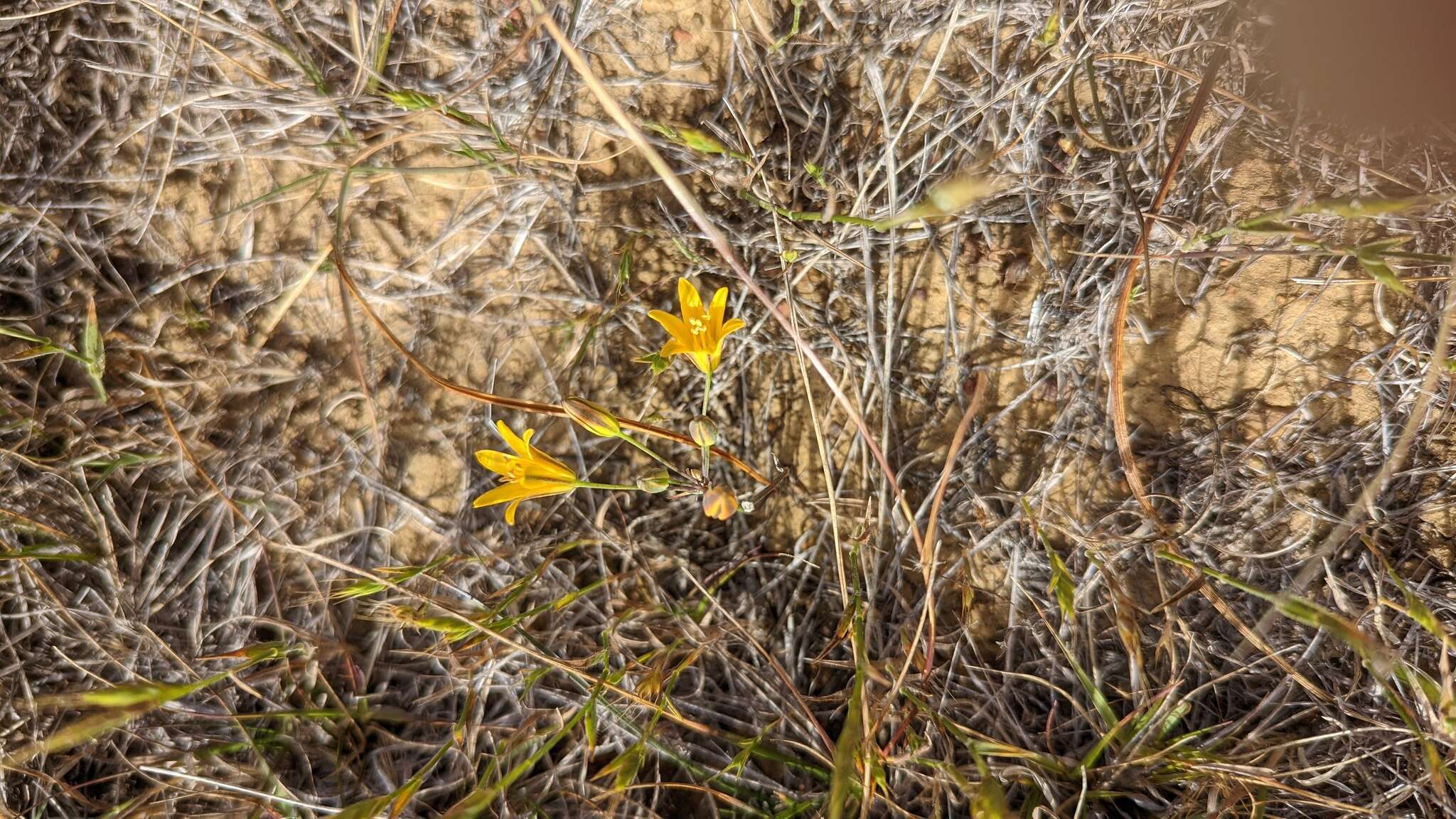 Image of dwarf goldenstar