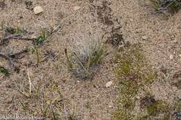 Image of Siberian Bog Sedge