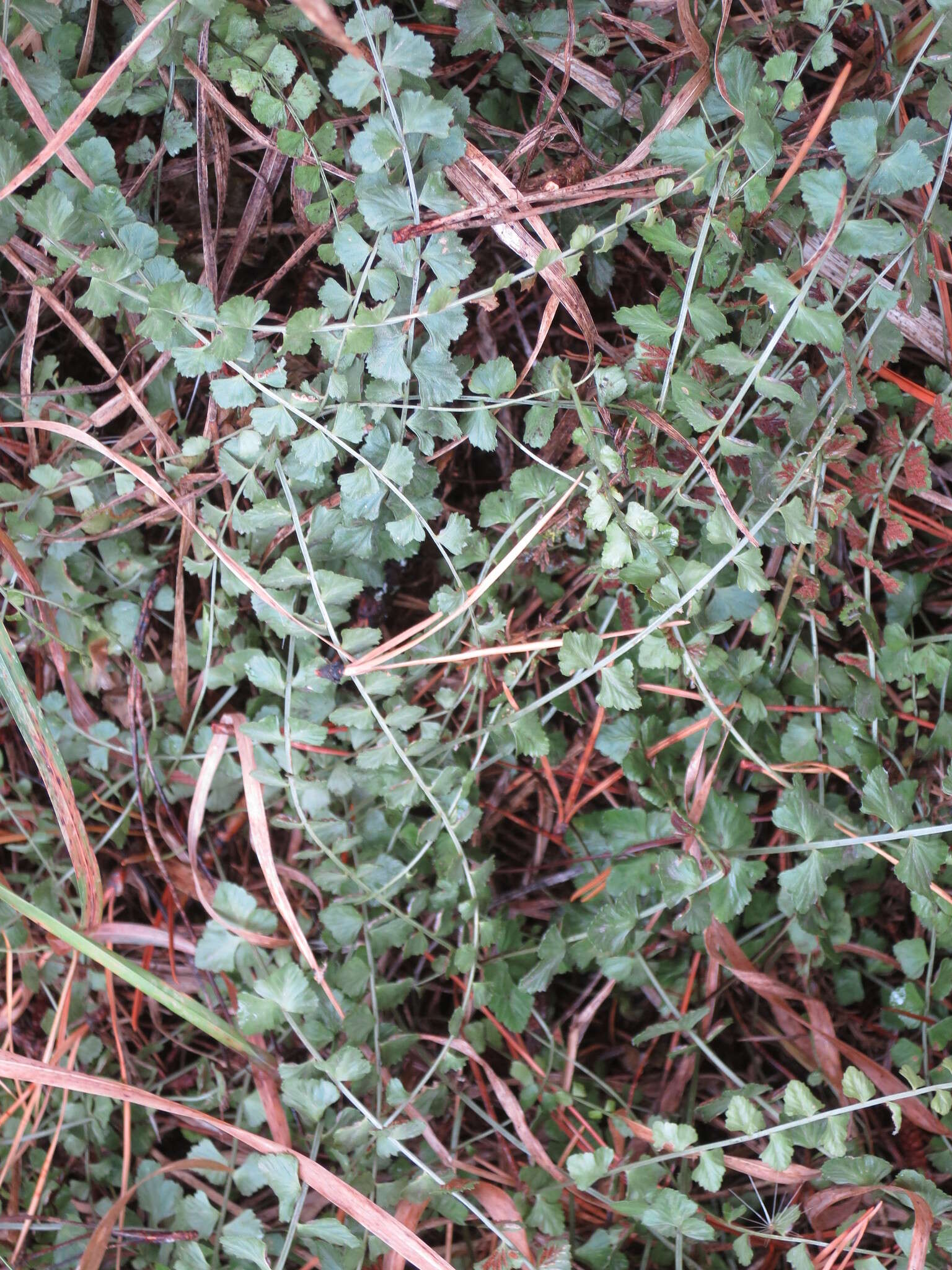 Image of Asplenium flabellifolium Cav.