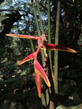 Image of Heliconia rauliniana Barreiros