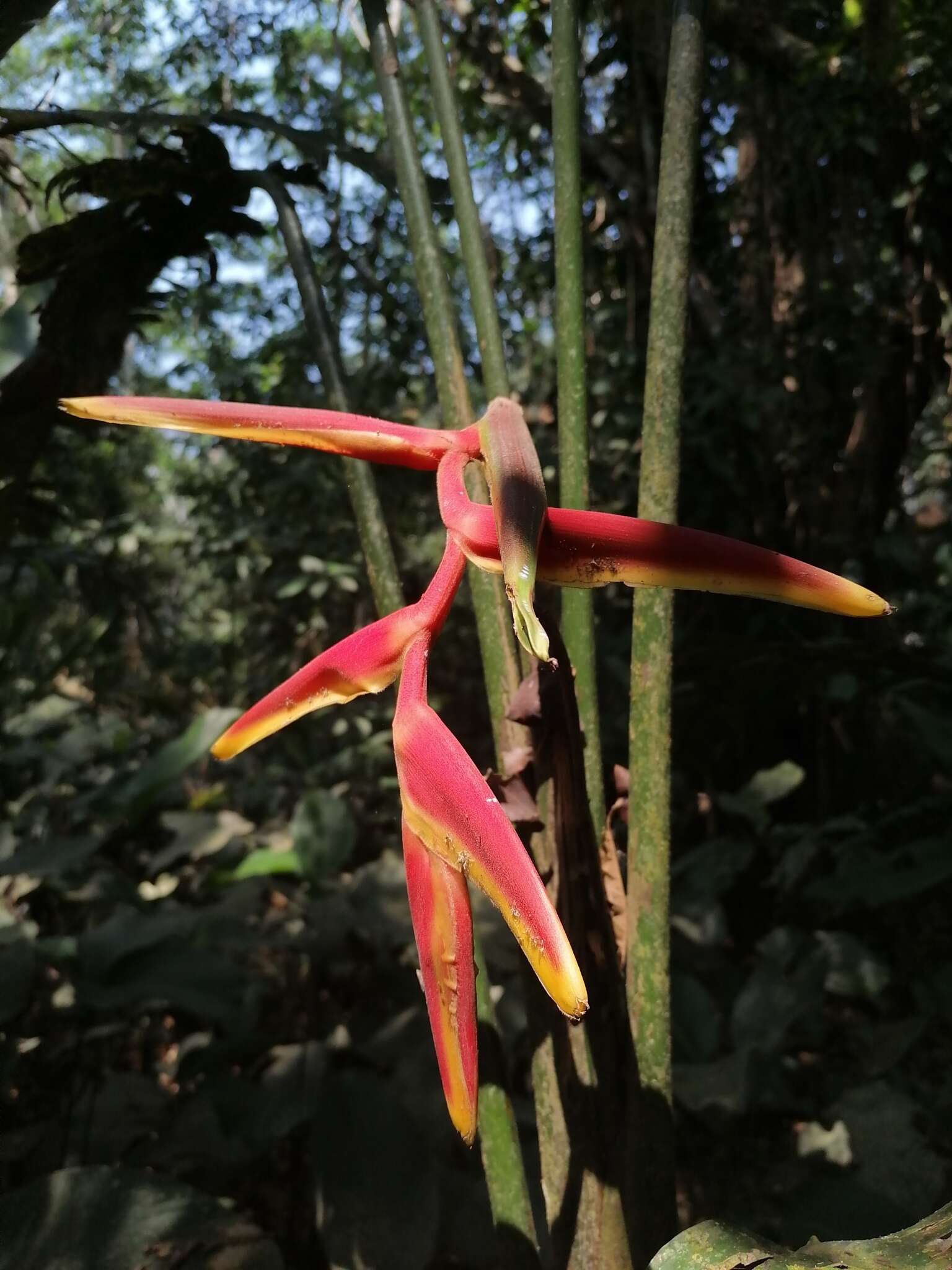 Image of Heliconia rauliniana Barreiros