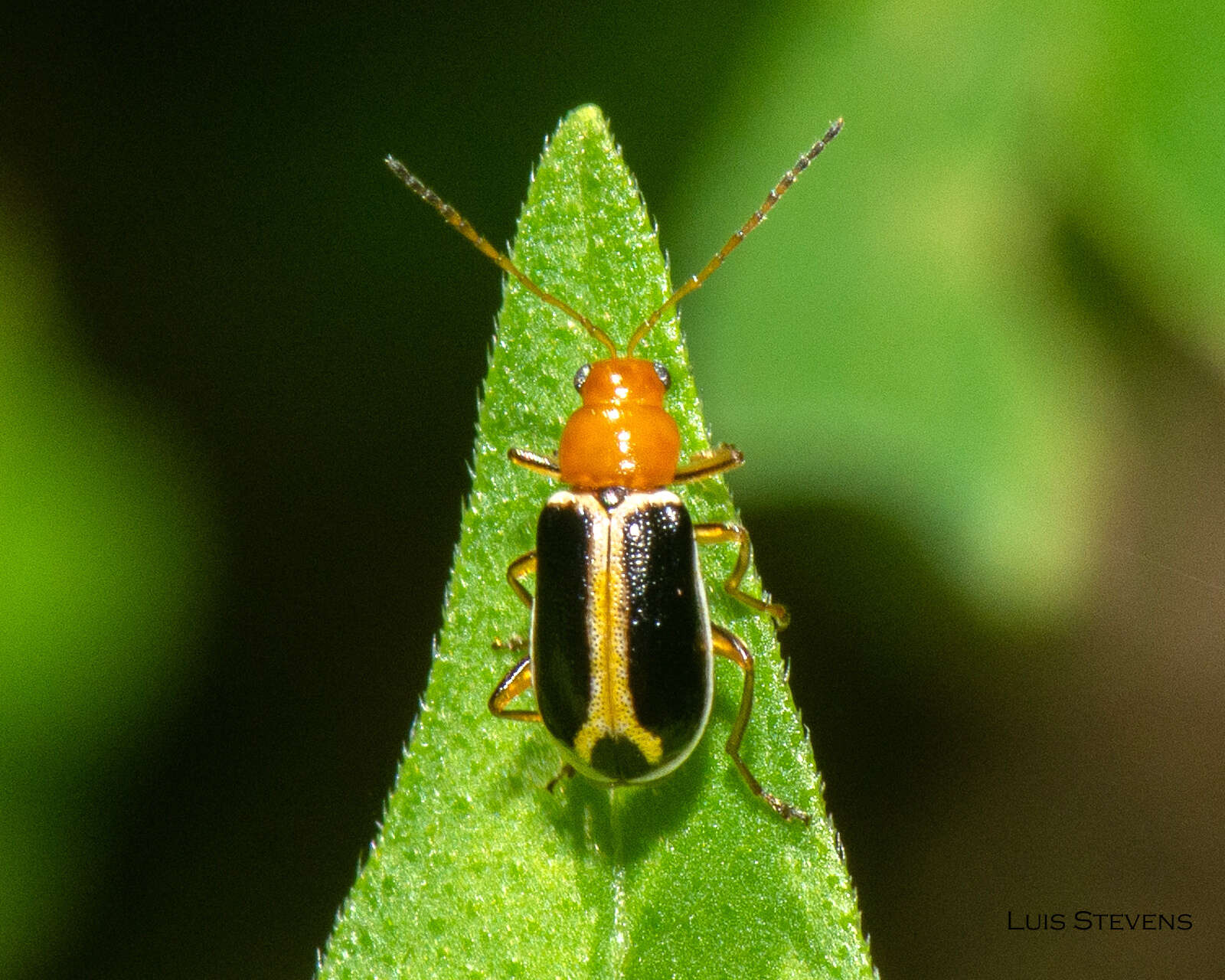 Слика од Cyclotrypema furcata (Olivier 1808)