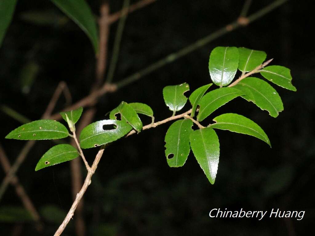 Imagem de Camellia lutchuensis Ito ex Ito & Matsum.