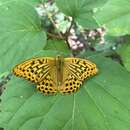 Plancia ëd Argynnis paphia tsushimana Fruhstorfer 1906