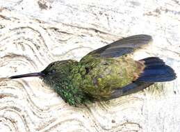 Image of Copper-rumped Hummingbird