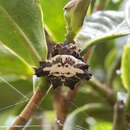 Image of Gasteracantha unguifera Simon 1889