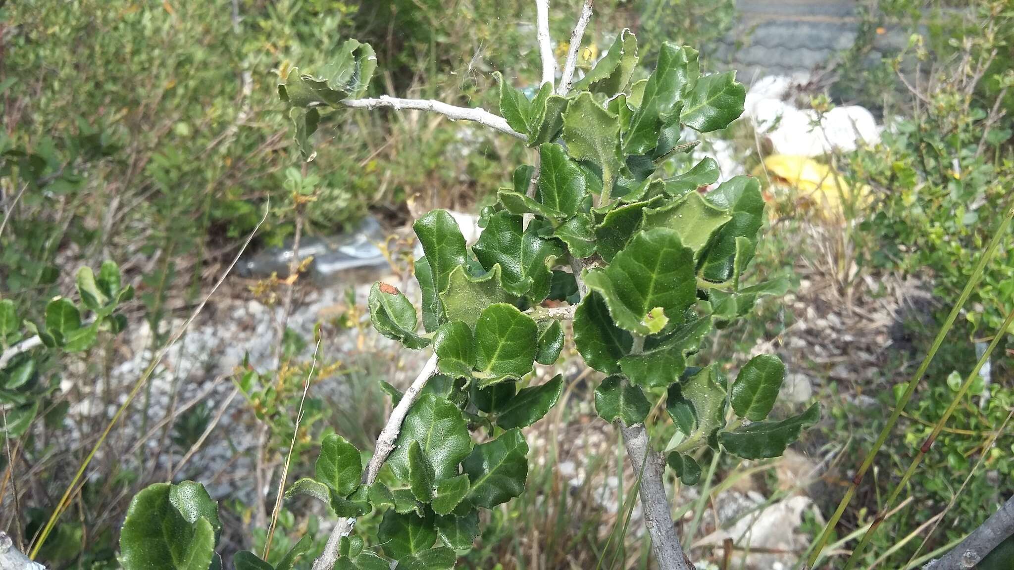 Image de Mystroxylon aethiopicum subsp. aethiopicum