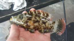 Image of Floral wrasse