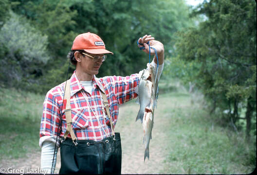 Image of White Bass