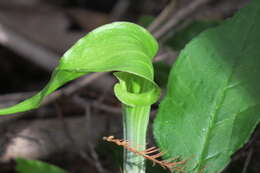 Слика од Arisaema triphyllum (L.) Schott