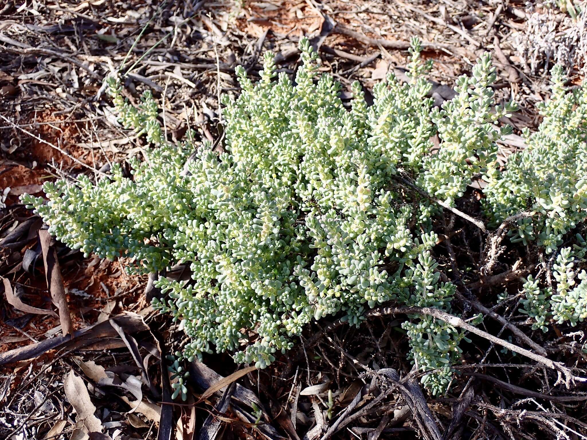 Image of rosy bluebush