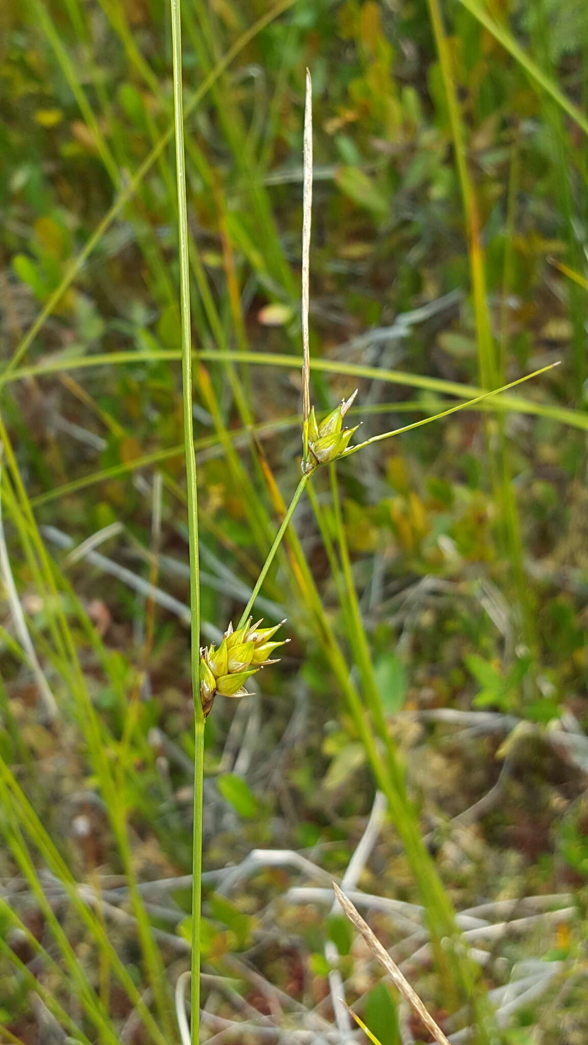 Image of Fewseed sedge