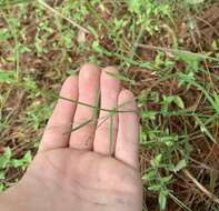 Image of sand vetch