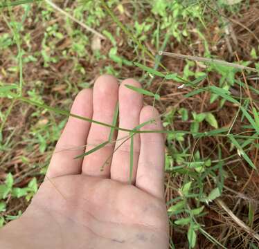 Imagem de Vicia acutifolia Elliott