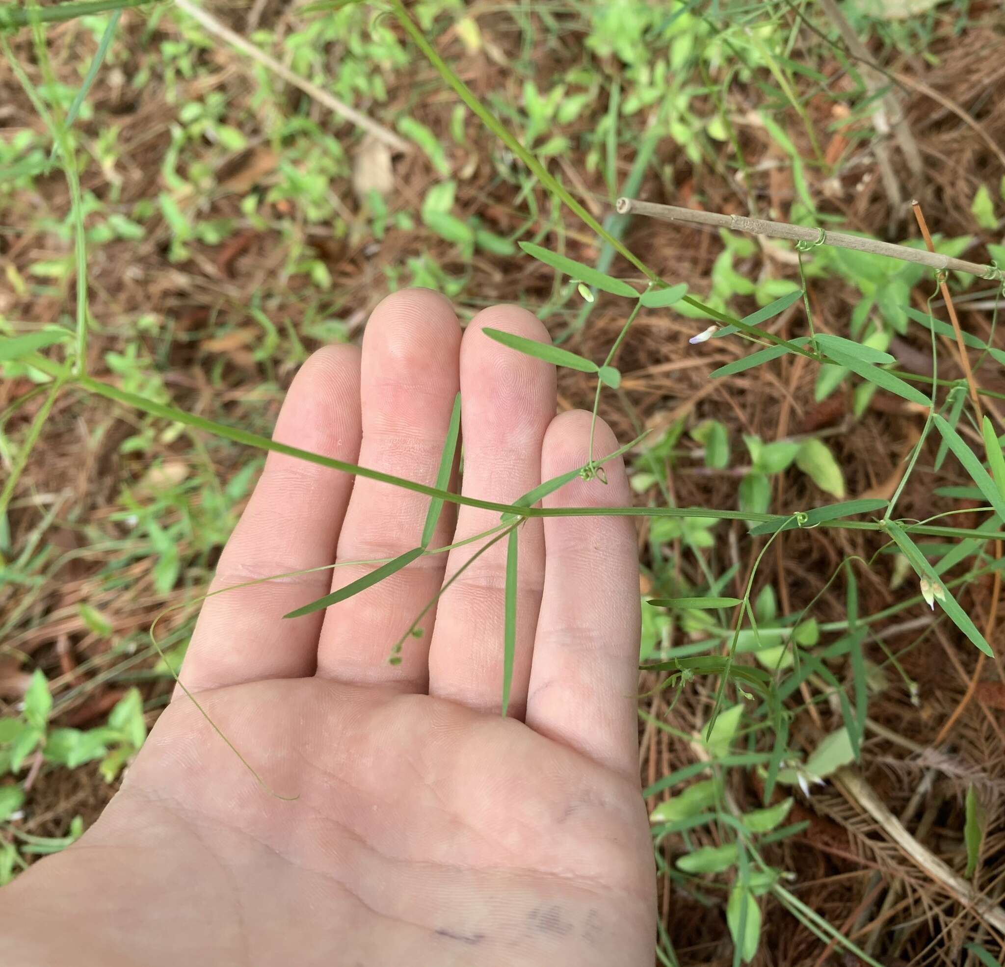 Imagem de Vicia acutifolia Elliott